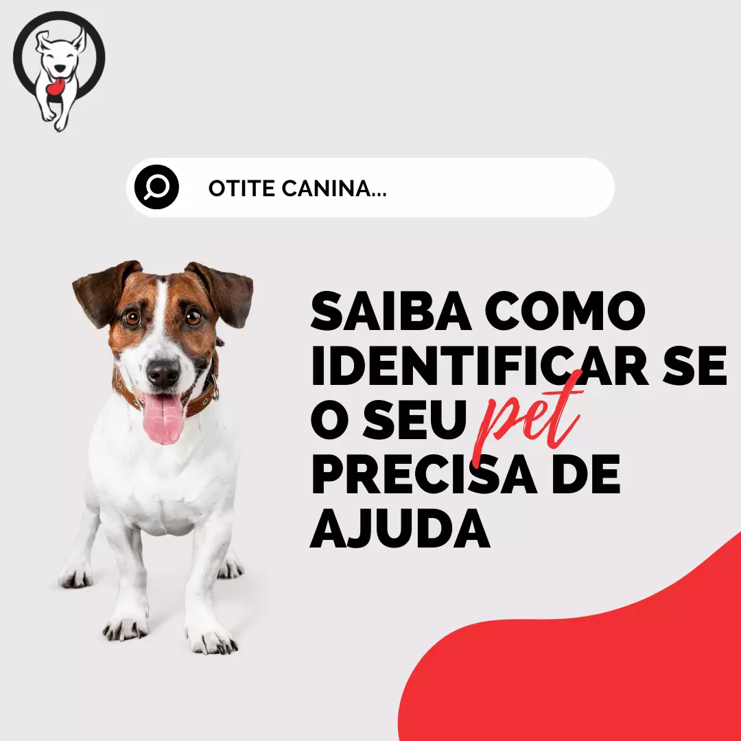 O que é otite canina? Saiba como identificar se o seu pet precisa de ajuda!